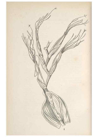 Reproducción/Reproduction 49689769893: L'Illustration horticole :. Gand, Belgium :Imprimerie et lithographie de F. et E. Gyselnyck,1854-1896.. 
