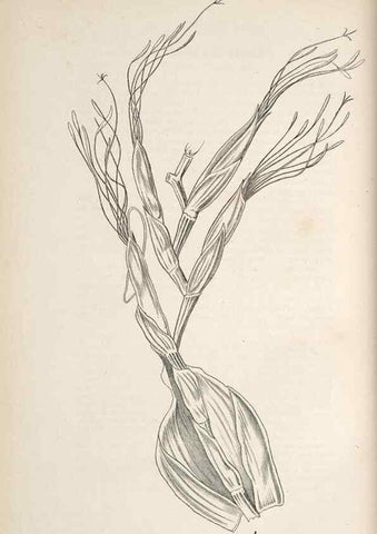 Reproducción/Reproduction 49689769893: L'Illustration horticole :. Gand, Belgium :Imprimerie et lithographie de F. et E. Gyselnyck,1854-1896.. 