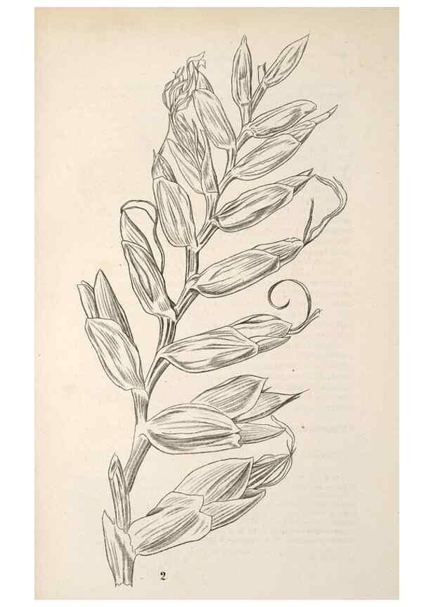 Reproducción/Reproduction 49690303231: L'Illustration horticole :. Gand, Belgium :Imprimerie et lithographie de F. et E. Gyselnyck,1854-1896.. 