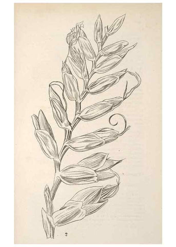 Reproducción/Reproduction 49690303231: L'Illustration horticole :. Gand, Belgium :Imprimerie et lithographie de F. et E. Gyselnyck,1854-1896.. 