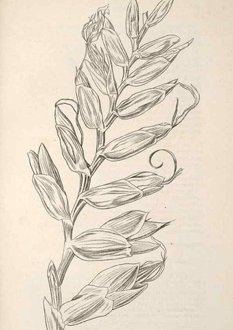 Reproducción/Reproduction 49690303231: L'Illustration horticole :. Gand, Belgium :Imprimerie et lithographie de F. et E. Gyselnyck,1854-1896.. 