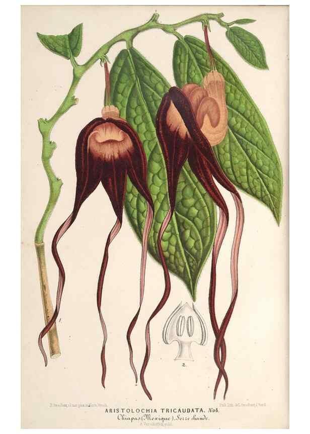 Reproducción/Reproduction 49690303396: L'Illustration horticole :. Gand, Belgium :Imprimerie et lithographie de F. et E. Gyselnyck,1854-1896.. 