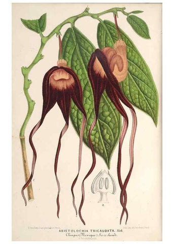 Reproducción/Reproduction 49690303396: L'Illustration horticole :. Gand, Belgium :Imprimerie et lithographie de F. et E. Gyselnyck,1854-1896.. 
