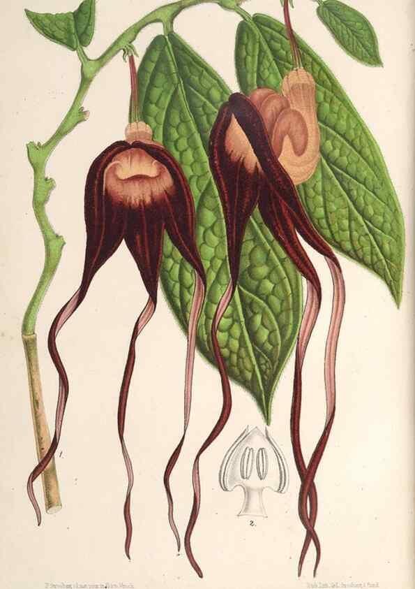 Reproducción/Reproduction 49690303396: L'Illustration horticole :. Gand, Belgium :Imprimerie et lithographie de F. et E. Gyselnyck,1854-1896.. 