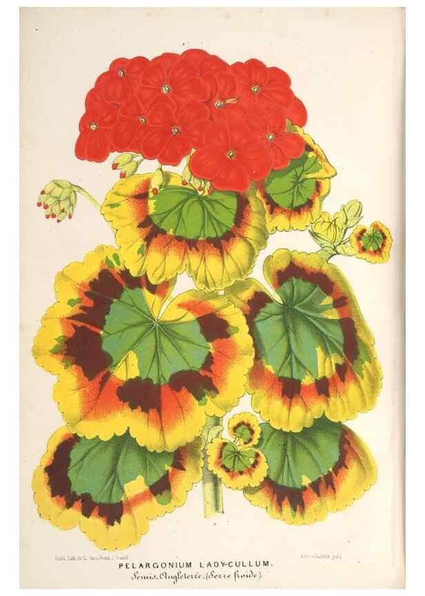 Reproducción/Reproduction 49689768738: L'Illustration horticole :. Gand, Belgium :Imprimerie et lithographie de F. et E. Gyselnyck,1854-1896.. 