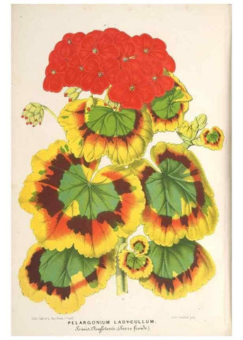 Reproducción/Reproduction 49689768738: L'Illustration horticole :. Gand, Belgium :Imprimerie et lithographie de F. et E. Gyselnyck,1854-1896.. 
