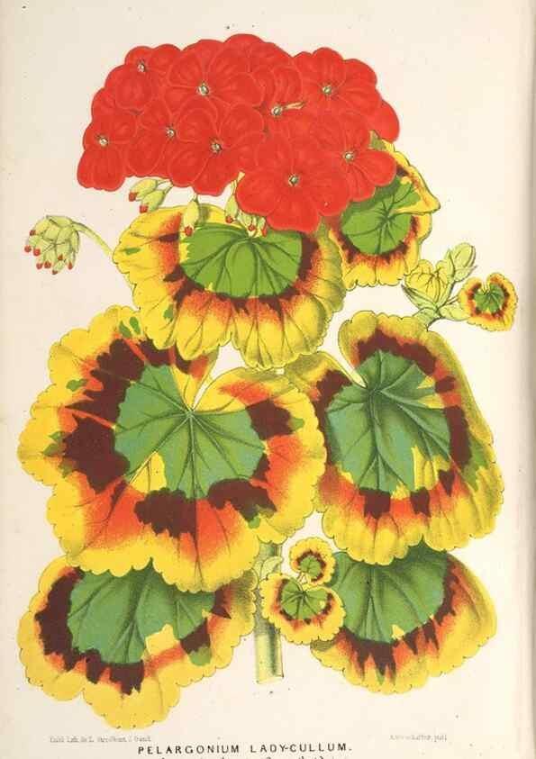 Reproducción/Reproduction 49689768738: L'Illustration horticole :. Gand, Belgium :Imprimerie et lithographie de F. et E. Gyselnyck,1854-1896.. 