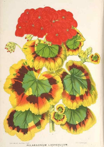 Reproducción/Reproduction 49689768738: L'Illustration horticole :. Gand, Belgium :Imprimerie et lithographie de F. et E. Gyselnyck,1854-1896.. 