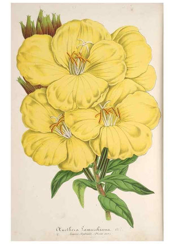 Reproducción/Reproduction 49688239367: L'Illustration horticole :. Gand, Belgium :Imprimerie et lithographie de F. et E. Gyselnyck,1854-1896.. 