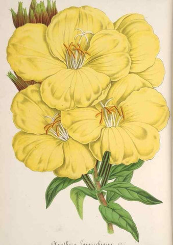 Reproducción/Reproduction 49688239367: L'Illustration horticole :. Gand, Belgium :Imprimerie et lithographie de F. et E. Gyselnyck,1854-1896.. 