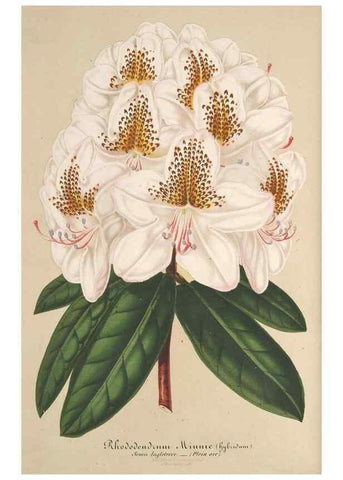 Reproducción/Reproduction 49687402743: L'Illustration horticole :. Gand, Belgium :Imprimerie et lithographie de F. et E. Gyselnyck,1854-1896.. 