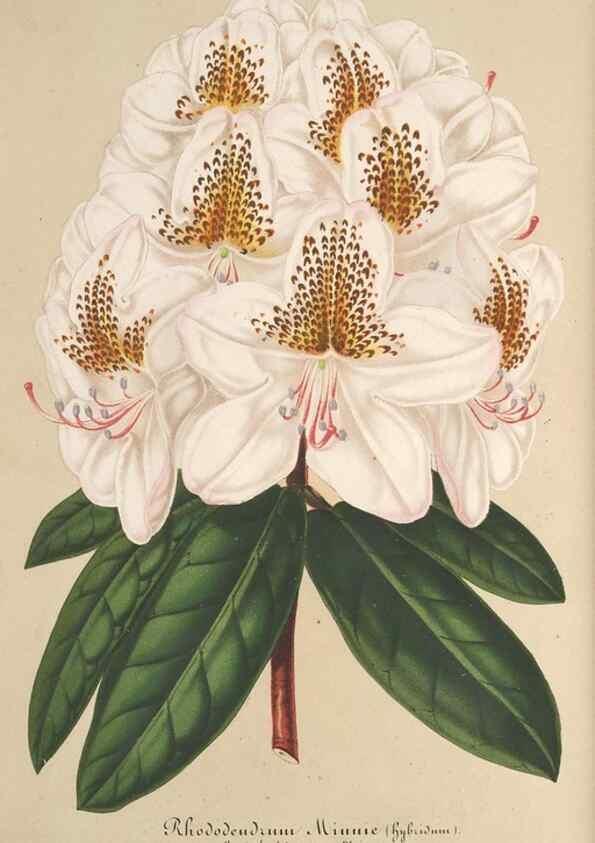 Reproducción/Reproduction 49687402743: L'Illustration horticole :. Gand, Belgium :Imprimerie et lithographie de F. et E. Gyselnyck,1854-1896.. 