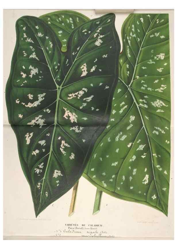 Reproducción/Reproduction 49688238742: L'Illustration horticole :. Gand, Belgium :Imprimerie et lithographie de F. et E. Gyselnyck,1854-1896.. 