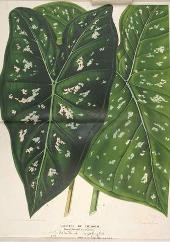 Reproducción/Reproduction 49688238742: L'Illustration horticole :. Gand, Belgium :Imprimerie et lithographie de F. et E. Gyselnyck,1854-1896.. 