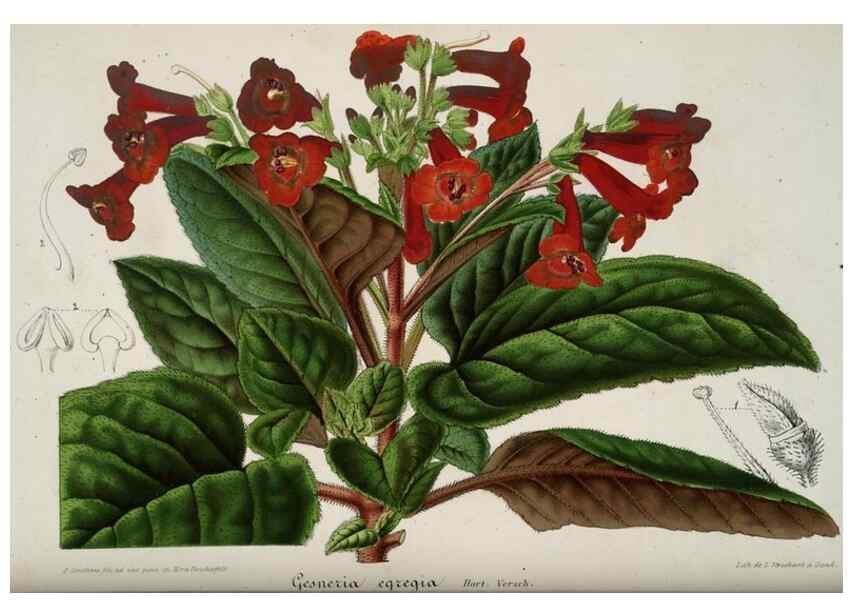 Reproducción/Reproduction 49683899348: L'Illustration horticole :. Gand, Belgium :Imprimerie et lithographie de F. et E. Gyselnyck,1854-1896.. 