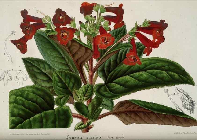 Reproducción/Reproduction 49683899348: L'Illustration horticole :. Gand, Belgium :Imprimerie et lithographie de F. et E. Gyselnyck,1854-1896.. 