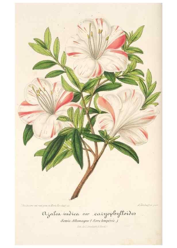 Reproducción/Reproduction 49684734667: L'Illustration horticole :. Gand, Belgium :Imprimerie et lithographie de F. et E. Gyselnyck,1854-1896.. 