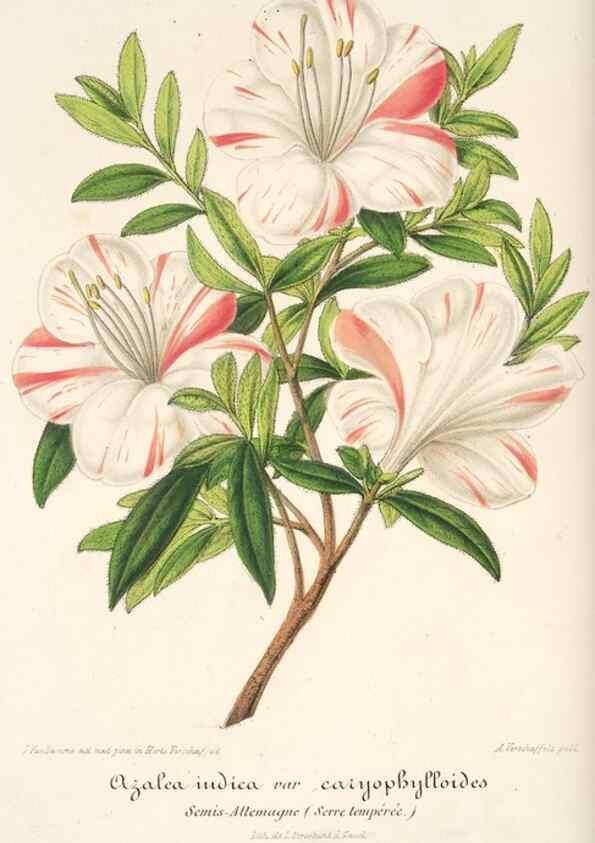Reproducción/Reproduction 49684734667: L'Illustration horticole :. Gand, Belgium :Imprimerie et lithographie de F. et E. Gyselnyck,1854-1896.. 