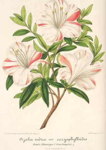 Reproducción/Reproduction 49684734667: L'Illustration horticole :. Gand, Belgium :Imprimerie et lithographie de F. et E. Gyselnyck,1854-1896.. 