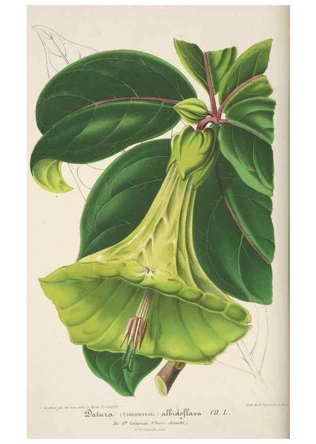 Reproducción/Reproduction 49684436066: L'Illustration horticole :. Gand, Belgium :Imprimerie et lithographie de F. et E. Gyselnyck,1854-1896.. 