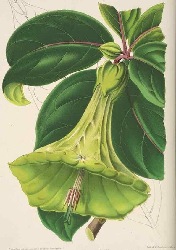 Reproducción/Reproduction 49684436066: L'Illustration horticole :. Gand, Belgium :Imprimerie et lithographie de F. et E. Gyselnyck,1854-1896.. 