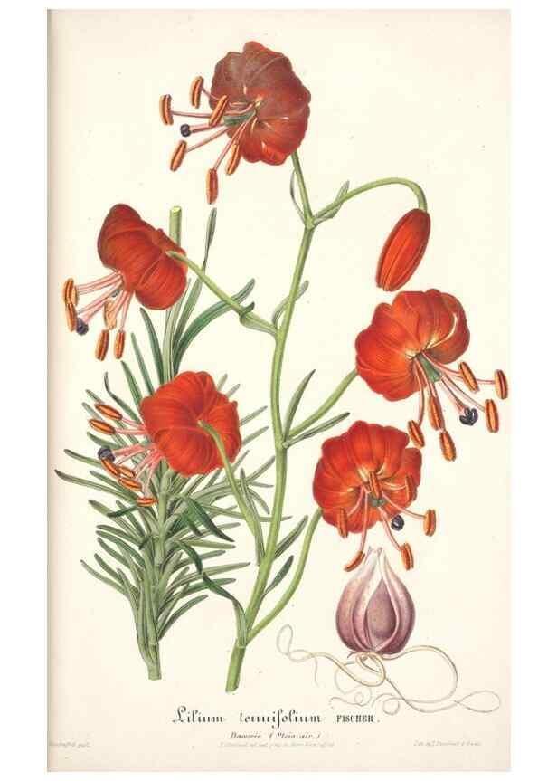 Reproducción/Reproduction 49684436201: L'Illustration horticole :. Gand, Belgium :Imprimerie et lithographie de F. et E. Gyselnyck,1854-1896.. 
