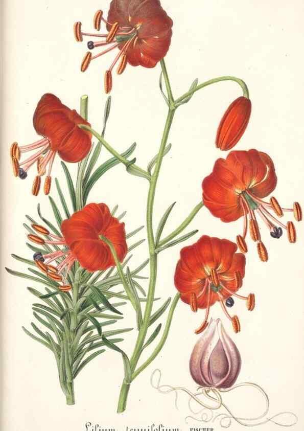 Reproducción/Reproduction 49684436201: L'Illustration horticole :. Gand, Belgium :Imprimerie et lithographie de F. et E. Gyselnyck,1854-1896.. 