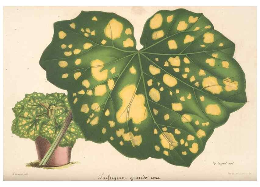 Reproducción/Reproduction 49683900068: L'Illustration horticole :. Gand, Belgium :Imprimerie et lithographie de F. et E. Gyselnyck,1854-1896.. 