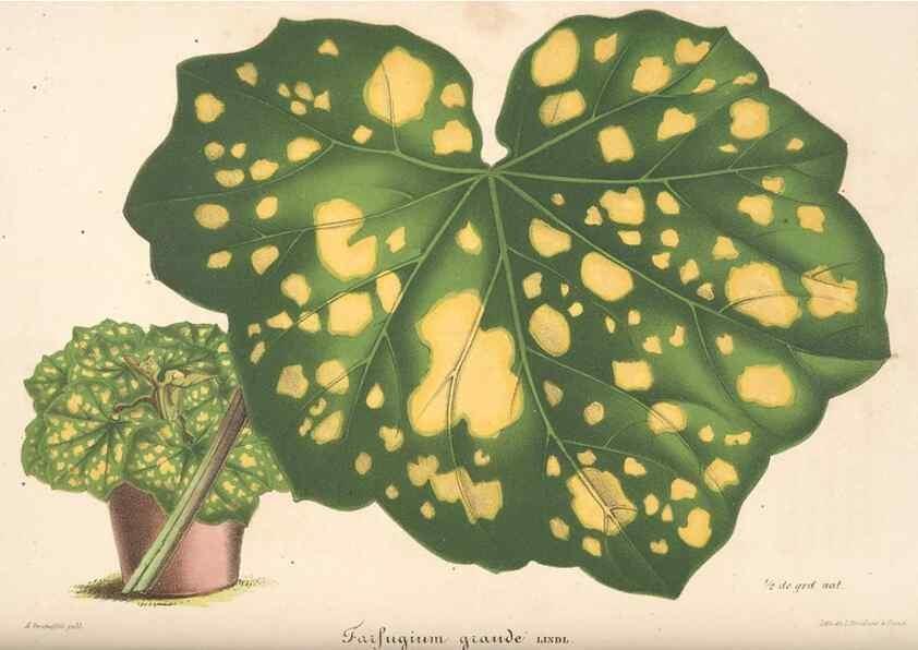 Reproducción/Reproduction 49683900068: L'Illustration horticole :. Gand, Belgium :Imprimerie et lithographie de F. et E. Gyselnyck,1854-1896.. 