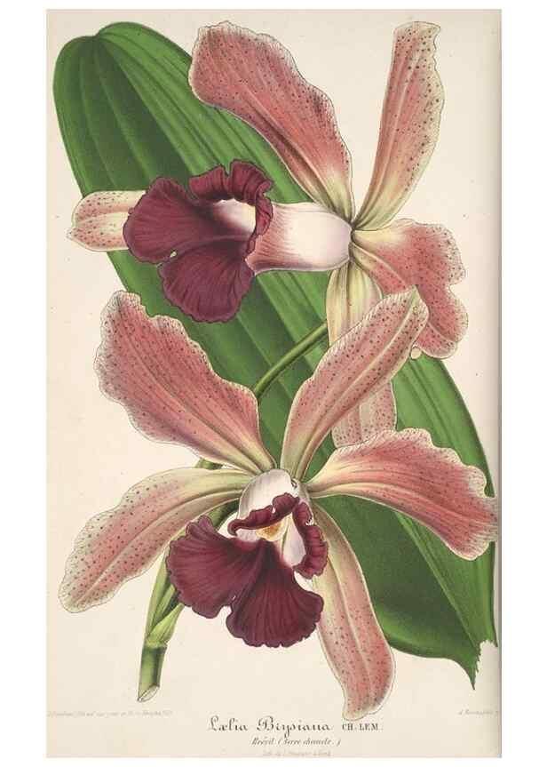 Reproducción/Reproduction 49684735617: L'Illustration horticole :. Gand, Belgium :Imprimerie et lithographie de F. et E. Gyselnyck,1854-1896.. 