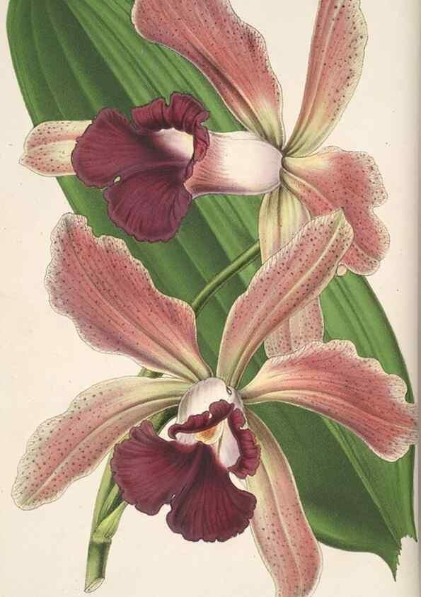 Reproducción/Reproduction 49684735617: L'Illustration horticole :. Gand, Belgium :Imprimerie et lithographie de F. et E. Gyselnyck,1854-1896.. 