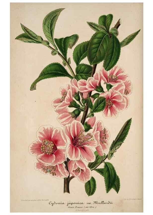 Reproducción/Reproduction 49683900633: L'Illustration horticole :. Gand, Belgium :Imprimerie et lithographie de F. et E. Gyselnyck,1854-1896.. 