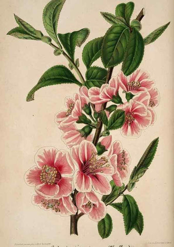 Reproducción/Reproduction 49683900633: L'Illustration horticole :. Gand, Belgium :Imprimerie et lithographie de F. et E. Gyselnyck,1854-1896.. 