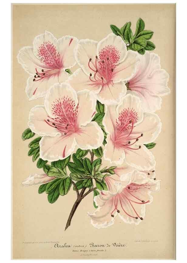 Reproducción/Reproduction 49684736252: L'Illustration horticole :. Gand, Belgium :Imprimerie et lithographie de F. et E. Gyselnyck,1854-1896.. 
