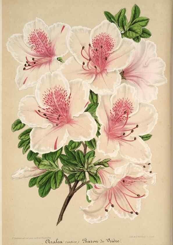 Reproducción/Reproduction 49684736252: L'Illustration horticole :. Gand, Belgium :Imprimerie et lithographie de F. et E. Gyselnyck,1854-1896.. 