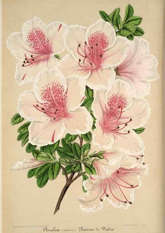 Reproducción/Reproduction 49684736252: L'Illustration horticole :. Gand, Belgium :Imprimerie et lithographie de F. et E. Gyselnyck,1854-1896.. 