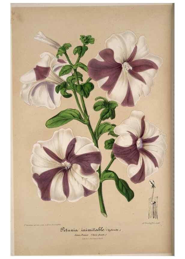 Reproducción/Reproduction 49684437501: L'Illustration horticole :. Gand, Belgium :Imprimerie et lithographie de F. et E. Gyselnyck,1854-1896.. 
