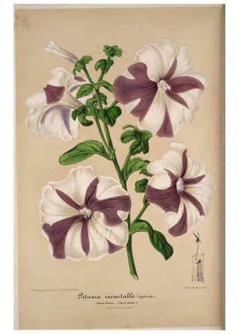 Reproducción/Reproduction 49684437501: L'Illustration horticole :. Gand, Belgium :Imprimerie et lithographie de F. et E. Gyselnyck,1854-1896.. 