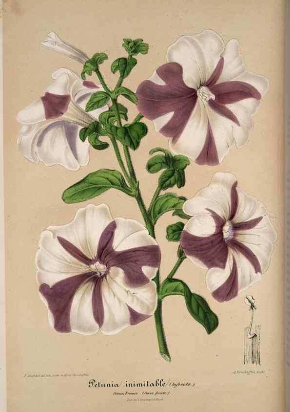 Reproducción/Reproduction 49684437501: L'Illustration horticole :. Gand, Belgium :Imprimerie et lithographie de F. et E. Gyselnyck,1854-1896.. 