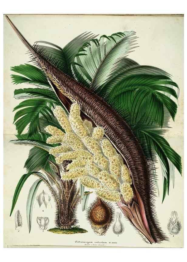 Reproducción/Reproduction 49683901383: L'Illustration horticole :. Gand, Belgium :Imprimerie et lithographie de F. et E. Gyselnyck,1854-1896.. 