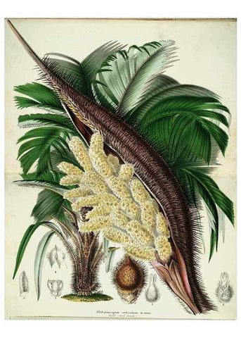 Reproducción/Reproduction 49683901383: L'Illustration horticole :. Gand, Belgium :Imprimerie et lithographie de F. et E. Gyselnyck,1854-1896.. 