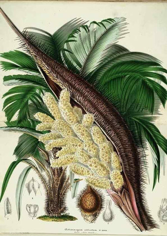 Reproducción/Reproduction 49683901383: L'Illustration horticole :. Gand, Belgium :Imprimerie et lithographie de F. et E. Gyselnyck,1854-1896.. 