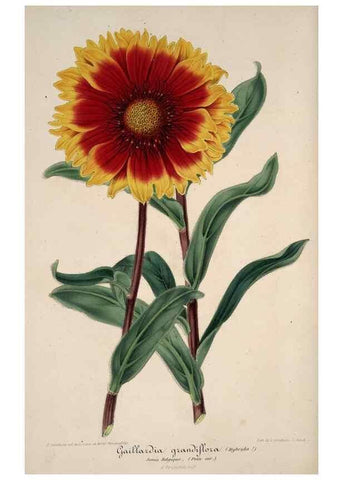 Reproducción/Reproduction 49683901553: L'Illustration horticole :. Gand, Belgium :Imprimerie et lithographie de F. et E. Gyselnyck,1854-1896.. 