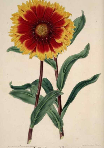 Reproducción/Reproduction 49683901553: L'Illustration horticole :. Gand, Belgium :Imprimerie et lithographie de F. et E. Gyselnyck,1854-1896.. 