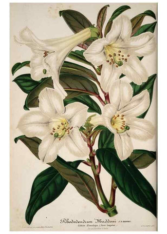 Reproducción/Reproduction 49684737067: L'Illustration horticole :. Gand, Belgium :Imprimerie et lithographie de F. et E. Gyselnyck,1854-1896.. 