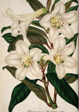 Reproducción/Reproduction 49684737067: L'Illustration horticole :. Gand, Belgium :Imprimerie et lithographie de F. et E. Gyselnyck,1854-1896.. 