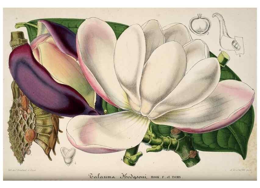 Reproducción/Reproduction 49683901993: L'Illustration horticole :. Gand, Belgium :Imprimerie et lithographie de F. et E. Gyselnyck,1854-1896.. 