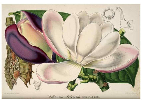 Reproducción/Reproduction 49683901993: L'Illustration horticole :. Gand, Belgium :Imprimerie et lithographie de F. et E. Gyselnyck,1854-1896.. 