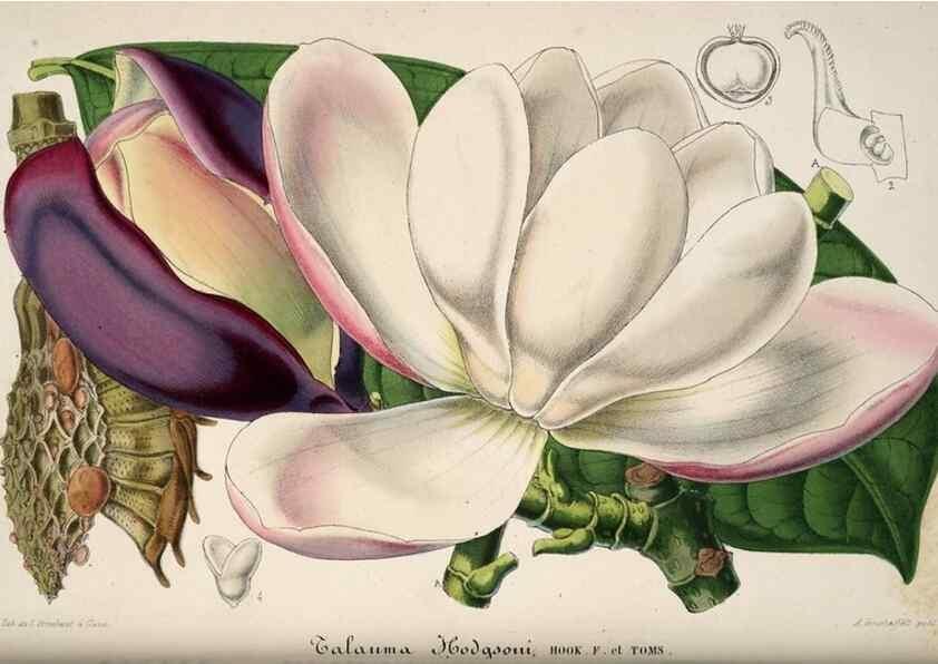Reproducción/Reproduction 49683901993: L'Illustration horticole :. Gand, Belgium :Imprimerie et lithographie de F. et E. Gyselnyck,1854-1896.. 