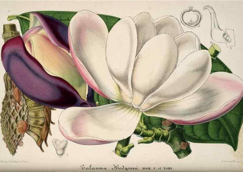 Reproducción/Reproduction 49683901993: L'Illustration horticole :. Gand, Belgium :Imprimerie et lithographie de F. et E. Gyselnyck,1854-1896.. 